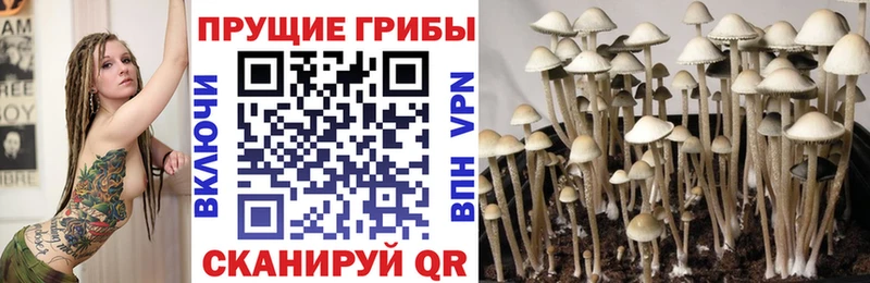 KRAKEN tor  Беслан  Галлюциногенные грибы Cubensis 